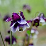 Columbine